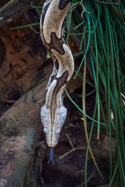 Serpiente Boa Constrictor En Un Parque En Brasil Imagen De Archivo
