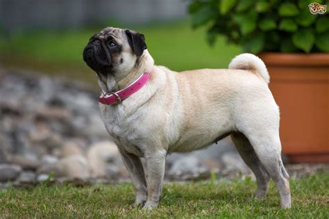 Pug Dog Breed Facts Highlights And Buying Advice Pets4homes