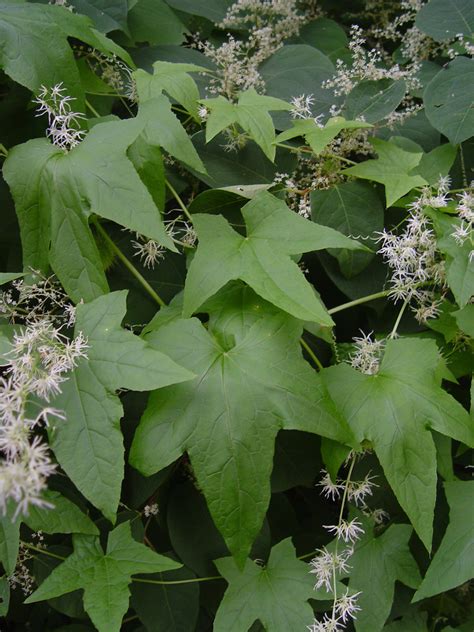 Echinocystis Lobata Wild Cucumber Go Botany