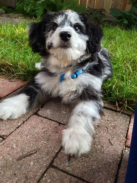 5 week old chocolate parti mini aussiedoodle puppies! MINIATURE AUSSIEDOODLES