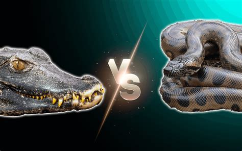 Anaconda Vs Crocodile Fight Comparison Who Would Win Known Pets