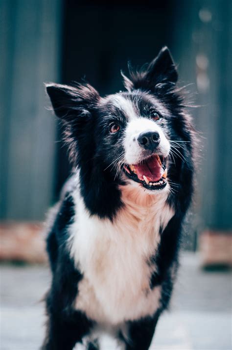 Not to mention, this condition may lead them to be bloated. Best High Fiber Dog Food Brands (2019's Top 5 Picks ...