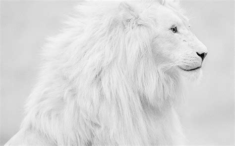 Free White Lion Wallpaper Downloads 100 White Lion Wallpapers For