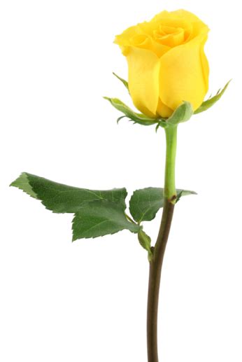 Long Stem Single Yellow Rose Png Justin My Sexyboy