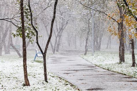 First Snowfall In City Park In Autum Stock Image Image Of Footway
