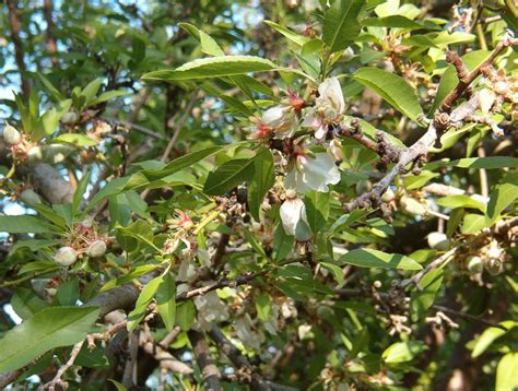 Almond Pollination Wildflower Meadows