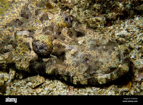 Underwater Indonesia Komodo Ocean Sea Marine Life Sea Life Scuba