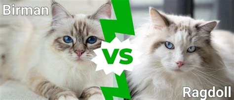 Birman Vs Ragdoll What Are The Differences Az Animals