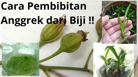 Pembibitan Anggrek Dalam Botol Melalui Teknik Kultur Jaringan Tanaman