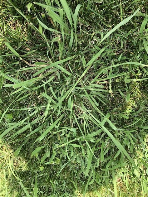 What Is Crabgrass