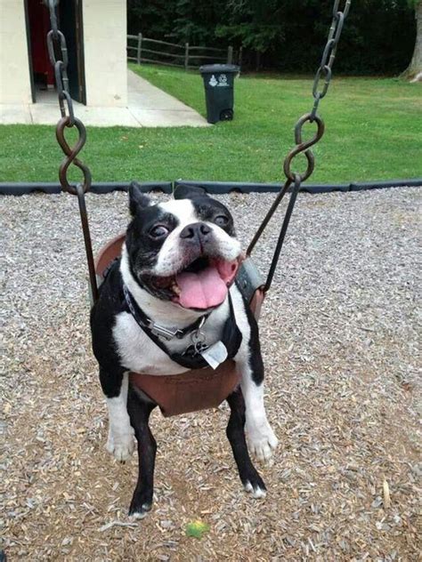 14 Hilarious Photos Of Boston Terriers That Will Put A Smile On Your