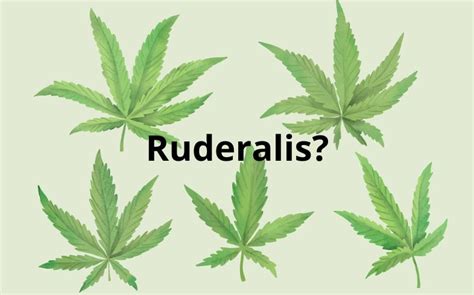 All You Need To Know About Cannabis Ruderalis Grow Barato Blog