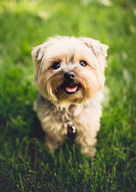 Free Images Grass Puppy Animal Cute Canine Looking Pet Fur