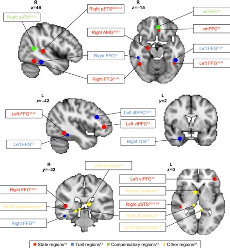 Brain Regions Demonstrating Differences In Activation During Biological Download Scientific