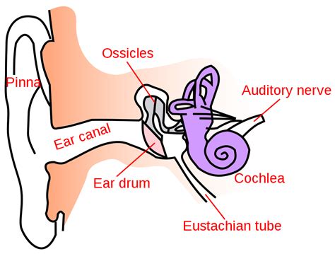 Hearing What Happens To The Human Ear As It Naturally Goes Deaf