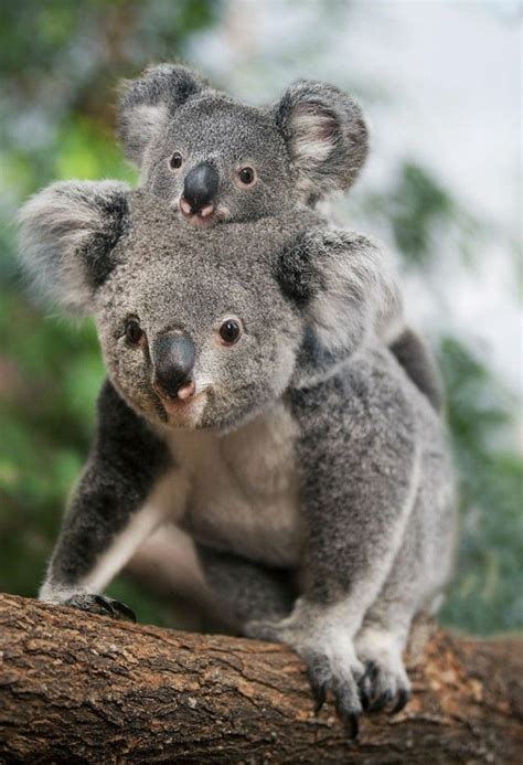 Les Meilleures Photos Et Vidéos De Bébé Koala Koala Bebé Oso Koala