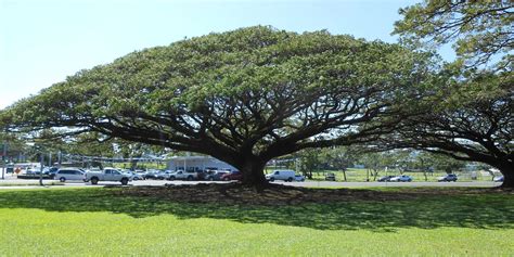 Check spelling or type a new query. A beautiful Monkeypod tree in downtown Hilo | Garden trees ...