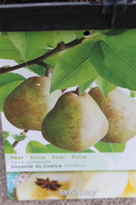 Dwarf Patio Fruit Tree Pear Variety ‘doyenne Du Comice Approx