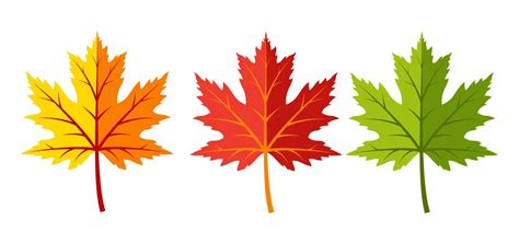 Maple Leaves In Yellow Red And Green Vector Image 15613971 Vector
