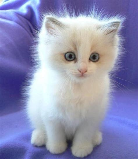 40 Twitter Kittens Cutest Cute Cats Cute Cats And Kittens
