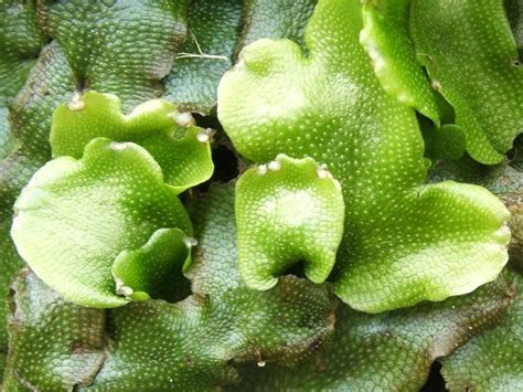 Difference Between Liverworts And Mosses Definition Characteristics