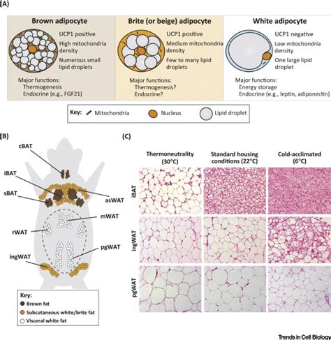 Emerging Complexities In Adipocyte Origins And Identity Trends In Cell