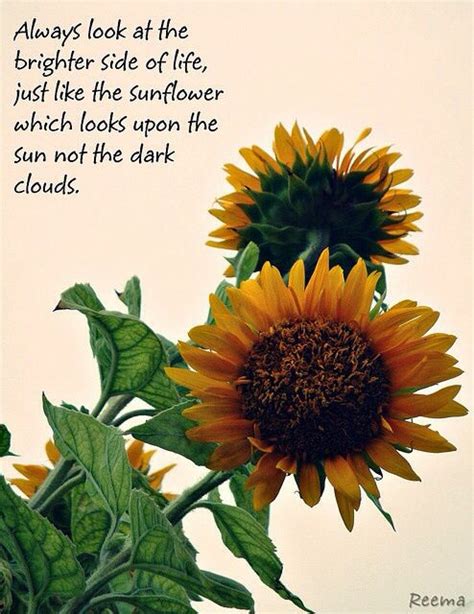 Just Like The Sunflower 🌻 Sunflower Quotes Flower