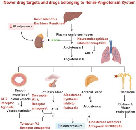 Showing Novel Targets And Drugs For Regulation Of Renin Angiotensin And