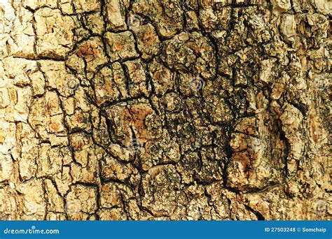 Rough Tree Bark Stock Photo Image Of Closeup Element 27503248