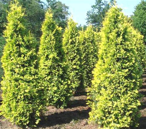 Thuja Occidentalis Yellow Ribbon Golden Emerald Arborvitae Kigi