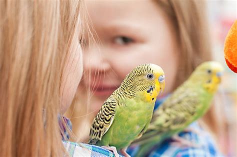 70 Baby Parakeets Stock Photos Pictures And Royalty Free Images Istock