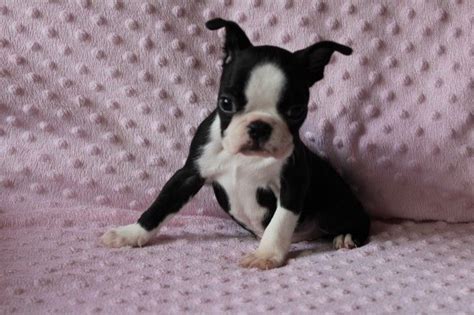 We have your favorite boston terrier puppies for you in limited quantity. Boston Terrier Puppies For Sale | Colorado Springs, CO #278720