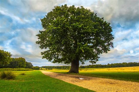 Fotos Gratis Paisaje árbol Naturaleza Bosque Césped Cielo Campo