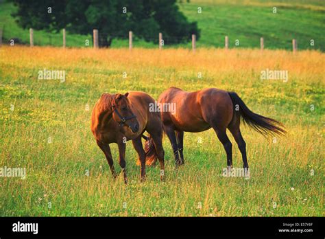 Horses Two Horses Pair Stock Photo Alamy