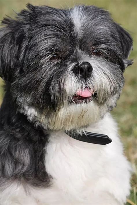 Perro Shih Tzu Cuidados Características Y Curiosidades