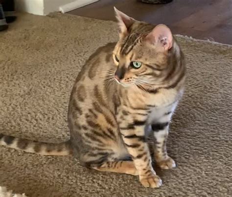 Bengal Cats For Sale Indianapolis In 315723 Petzlover