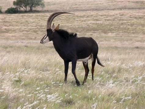 Sable Antelope Africa · Free Photo On Pixabay