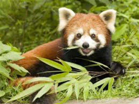 Unlike other members of the order carnivora, 99% of a panda's diet is bamboo. What Exactly Is A Red Panda?