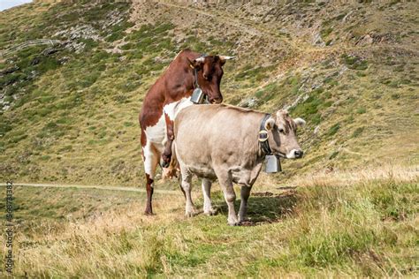 Zwei Kühe Haben Sex Kühe Pflanzen Sich Fort Kühe In Den Bergen