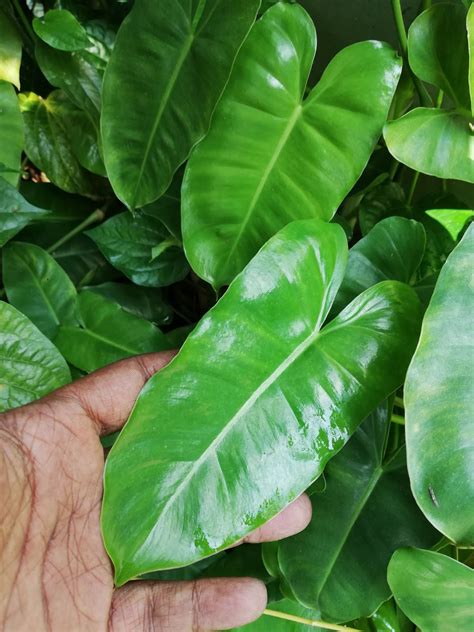 Garden Chronicles Of James David Different Types Of Philodendron
