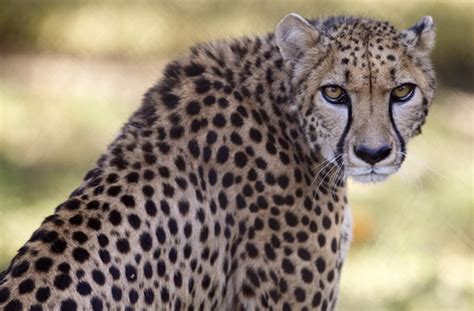 Why Humans Can't Run Cheetah Speeds (70mph) and How We Could - mlive.com