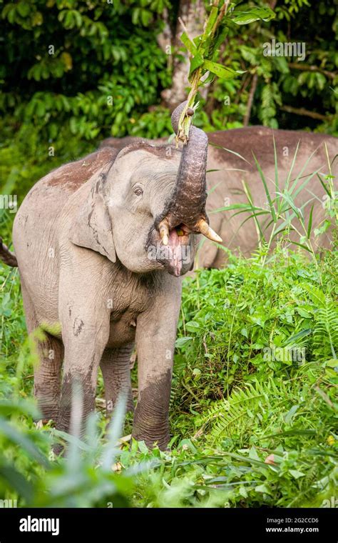 Borneo Pygmy Elephant Elephas Maximus Borneensis Baby Eating In The
