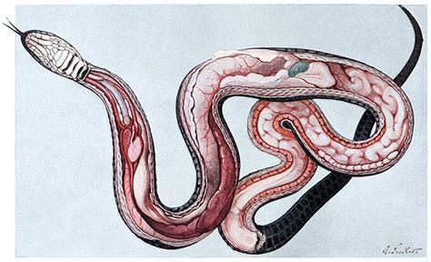 Grass Snake Anatomy — Cuaderno De Cultura Científica
