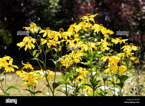 Rudbeckia Leaves Hi Res Stock Photography And Images Alamy