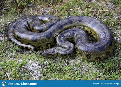 Green Anaconda Eunectes Murinus Los Lianos In Venezuela Stock Image