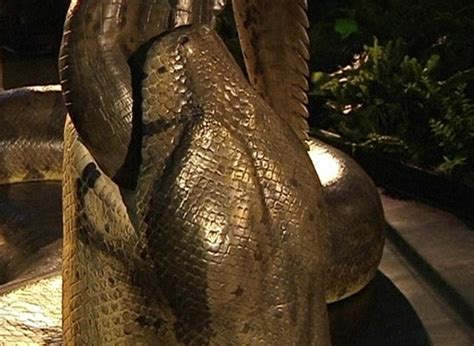 Titanoboa The Worlds Biggest Snake Returns Randomzzlk