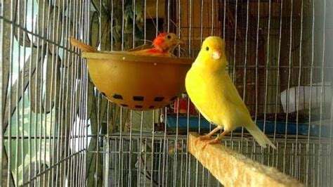 Canary Bird Care With Baby Canary Breeding Care Youtube