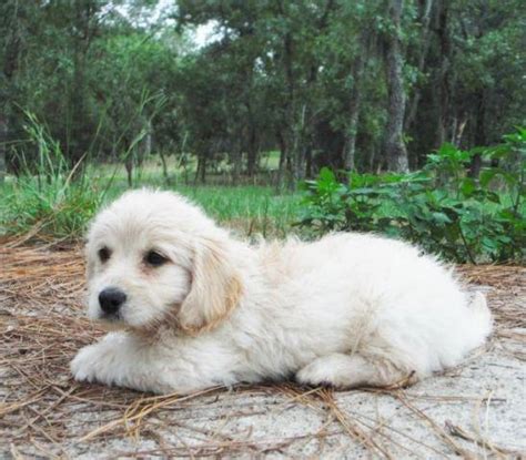 We are one of the first we specialize in english goldendoodles as well as american goldendoodles in f1, f1b, f2b and f3 generations. Mini English Cream F1 Goldendoodle Puppies - Ready to go ...