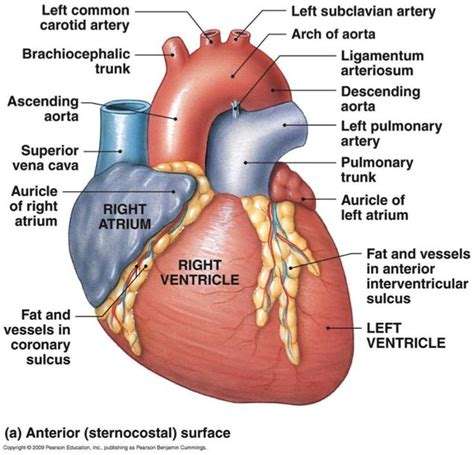 Label the blood vessel human bio : front: | cardiovascular/blood anatomy | Pinterest