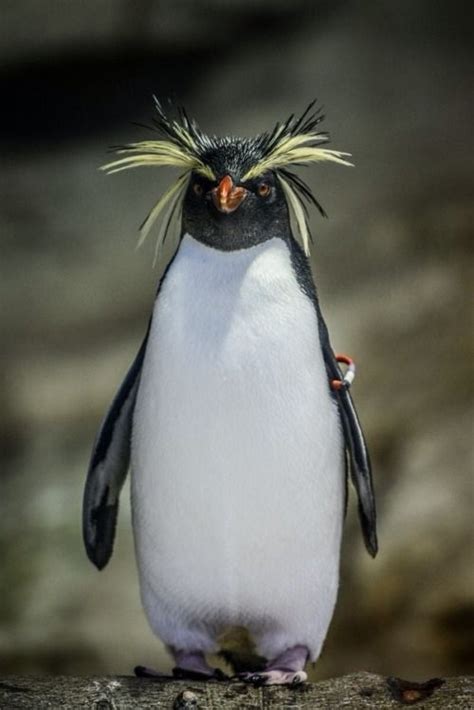 Pin By Lizzy Turtle On Animals Rockhopper Penguin Penguins